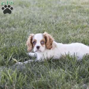 Clark, Cavalier King Charles Spaniel Puppy